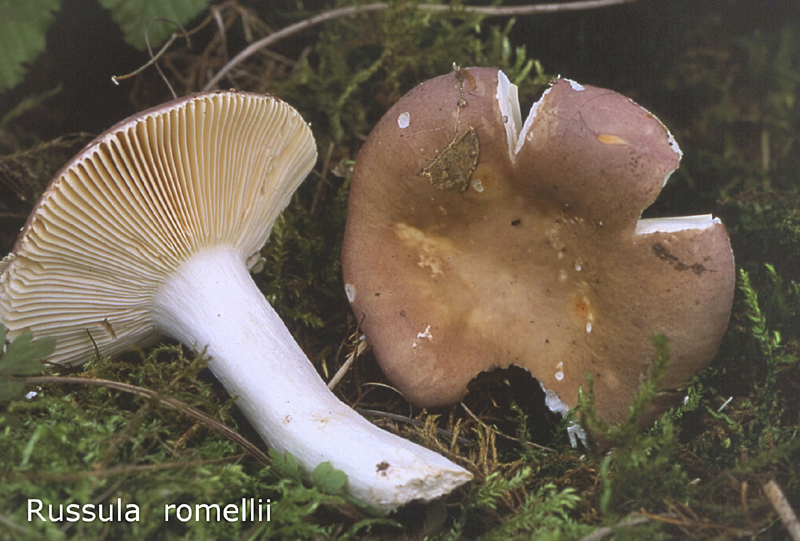 Russula romellii-amf1673.jpg - Russula romellii ; Syn: Russula alutacea subsp.* romellii ; Nom français: Russule à lames fragiles